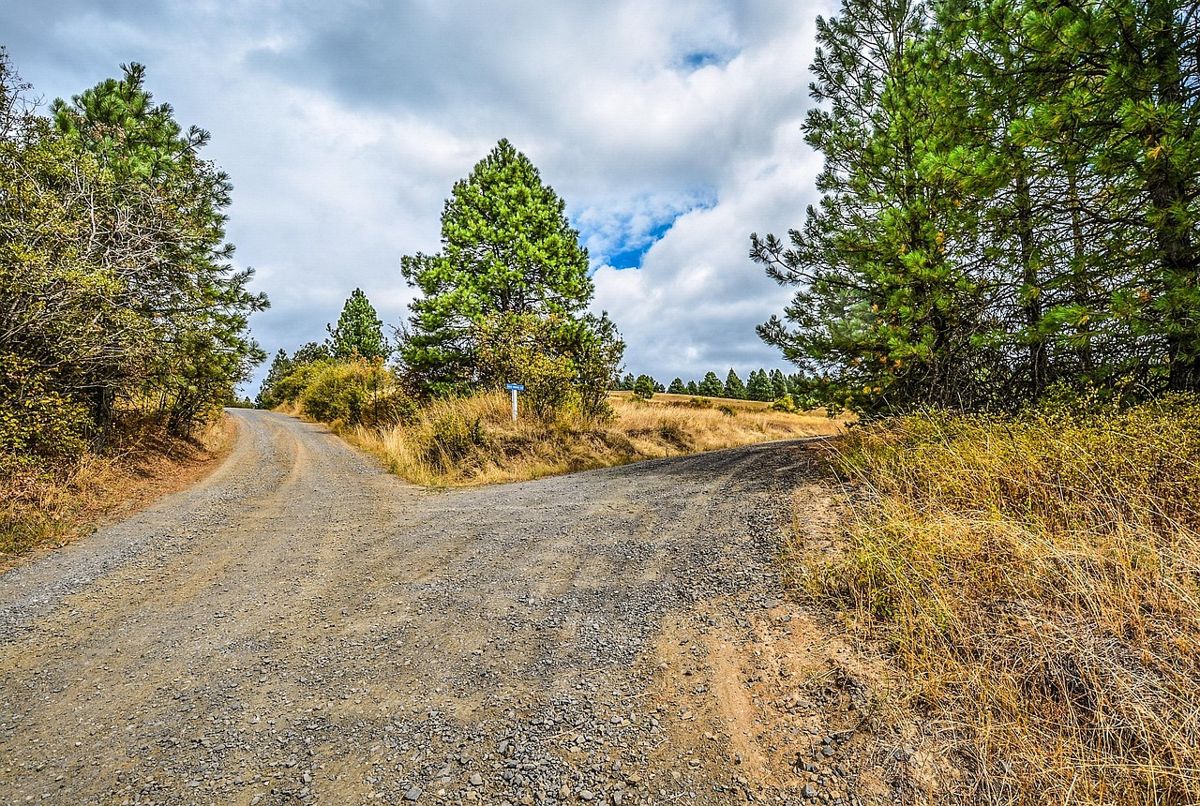 A gravel road splitting two ways through pine trees